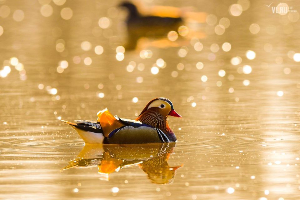 ������ ����!. ������� �����������, 19 ������, ������ � ���������� ���� ���������� ����� ������ �������