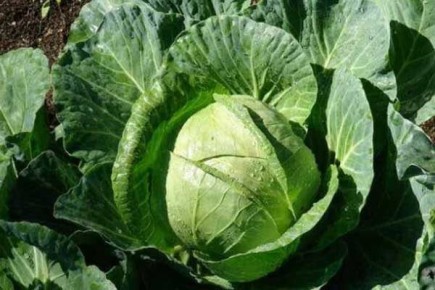 ������� �������: ����������� ������� ��� ������������� ���������