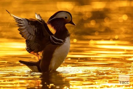 #�������_����. �������� ��� ����������� ����, 2026 ���