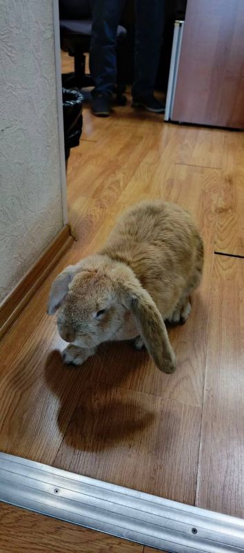 ��� ������������ ��������, ��� ������ ������� � �������� �������