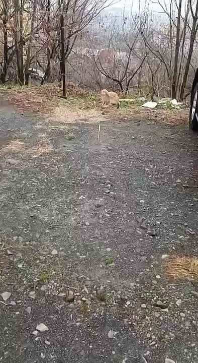 ����������� ������� �������� �� ������������