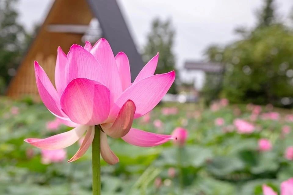 ������ ����� ����� ������� ������ �� ���� ������ ��������