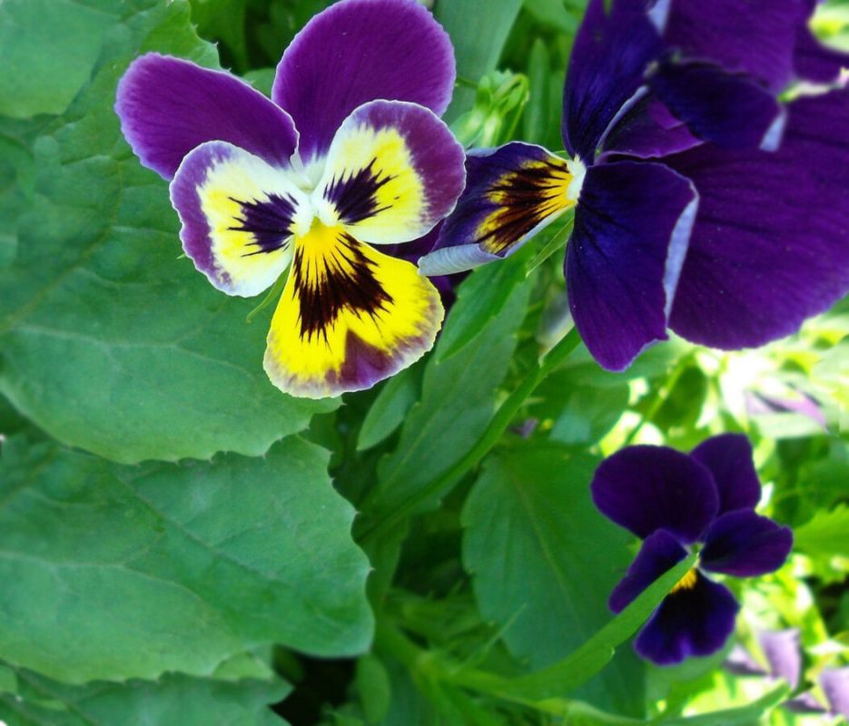 ������ �����������: ������� ������� ��� ��������� ������� ����?