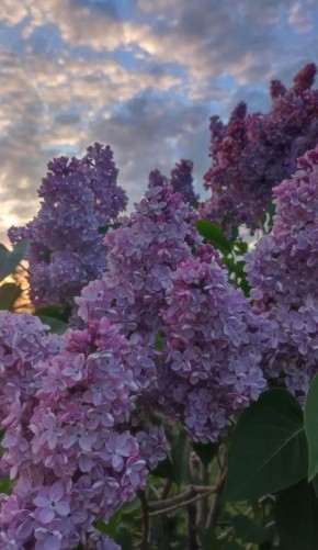 ������� ����� �� �������: ��� �������� ���������� ��������