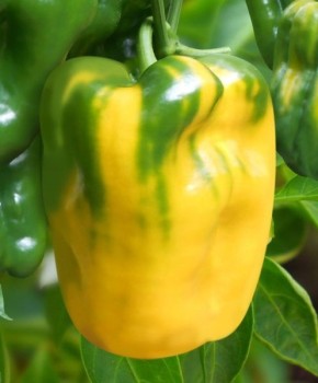 ����� �������: ��������� ������ ��� ����������� ������