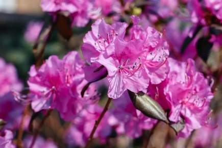 ������� � �������� ���������� �����������