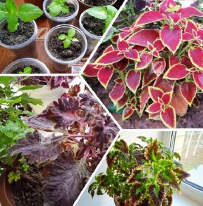 ��� ��������� �� �������� �����: ������� � ������