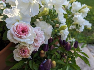 ���� Mimi Eden: ��� ������������ ������� ����� ������ ������� ��� ����������