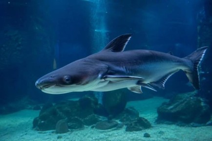 � ���������� ����������� ���������� �� ������, ������� �� ��������