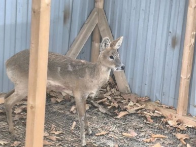 � �������� ������� �������� �����, ������������� �� ��������� �����