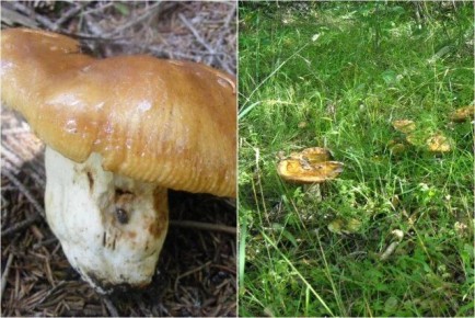 �����: ���� �� ������� ������� � ��������� �������������