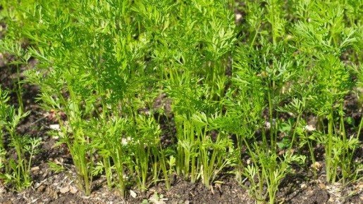 ������� ������� �������: 5 �������� ������� ��� ��������� ������