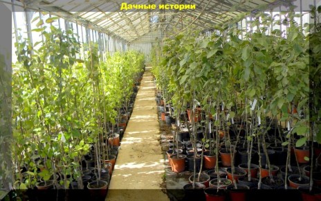 �������� ������ �� ������ � ������� ��������: ��� �������� ������