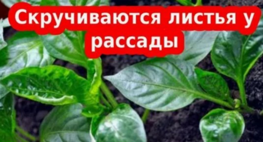 ��� �������� �������������� �����: �������� ������ ��� ��������� � ������