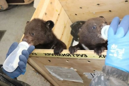 ���� ��������� ����������� �������� ��������� �� �������� � ������������� �������