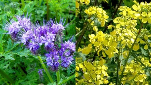 ��� �������� ������� ����� ������� � �������� ���� ����� � ������� ����������� ���������