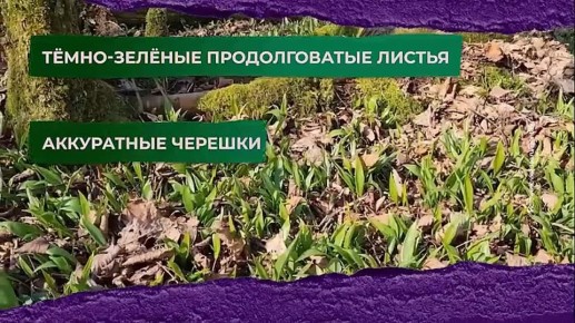 ������ ����������� ���� �� ����� �������� ���� ����� ������� � ������������� ��������