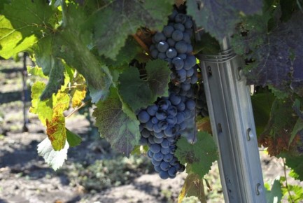 ���������� ����: ������ �� Top100Wines � ������� ��������
