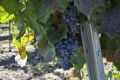 ���������� ����: ������ �� Top100Wines � ������� ��������