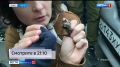 Во Владивостоке на волю после зимовки выпустили два десятка летучих мышей