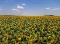 Воздух прогреется до +33 °C в Приморье в пятницу