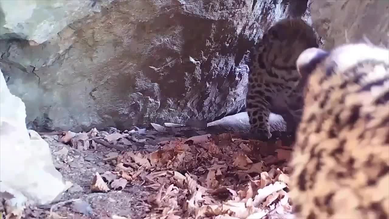 В Приморье сняли трогательное видео с детенышами дальневосточного леопарда, ожидавшими мать у своего укрытия