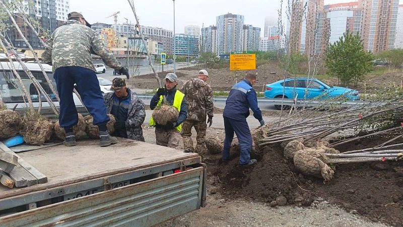40 крупномерных пирамидальных тополей высадили в микрорайоне Патрокл во Владивостоке 40 крупномерных пирамидальных тополей высадили в микрорайоне Патрокл во Владивостоке