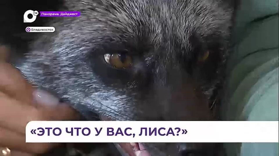 Домашний питомец лиса Милка — член семьи Еремейчик из Владивостока