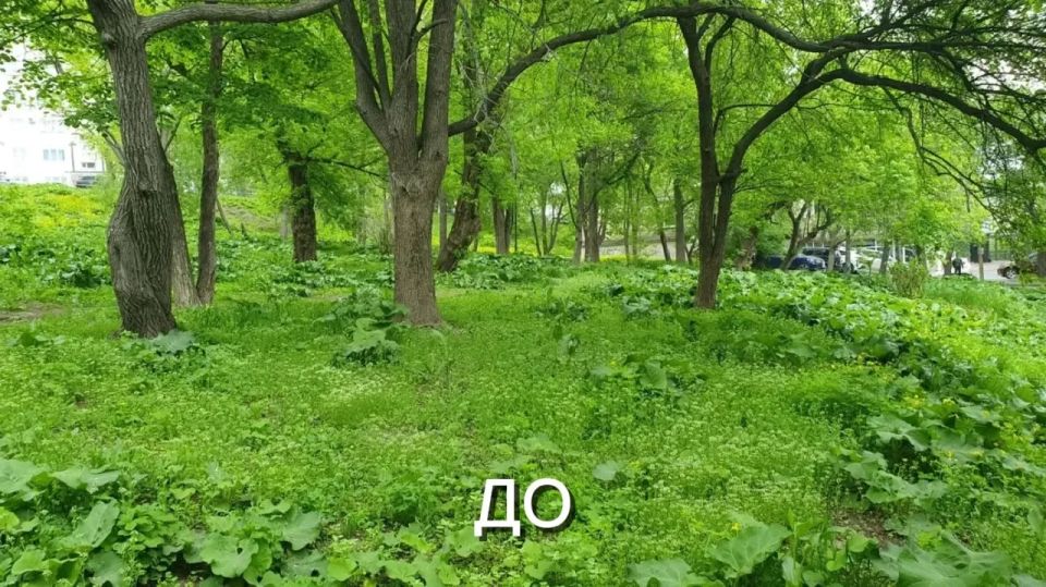 «До/После»! Сквер имени Кутузова во Владивостоке