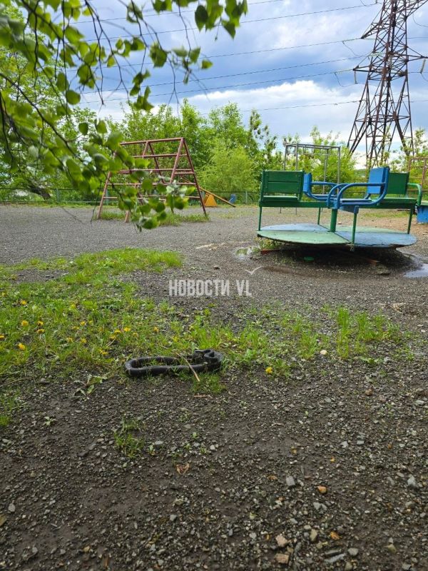 Вот такого внушительного вида змею заметили сегодня на детской площадке в районе Каштановой, 13. Знающие люди говорят, что это амурский полоз, опасности не представляет Вот такого внушительного вида змею заметили сегодня на детской площадке в районе Каштановой, 13. Знающие люди говорят, что это амурский полоз, опасности не представляет