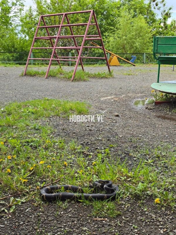 Вот такого внушительного вида змею заметили сегодня на детской площадке в районе Каштановой, 13. Знающие люди говорят, что это амурский полоз, опасности не представляет Вот такого внушительного вида змею заметили сегодня на детской площадке в районе Каштановой, 13. Знающие люди говорят, что это амурский полоз, опасности не представляет