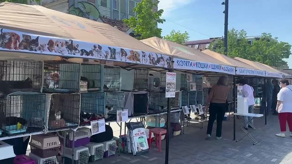 ПРИХОДИТЕ ЗНАКОМИТЬСЯ. Прямо сейчас во Владивостоке проходит первая в этом сезоне уличная выставка-раздача котов и собак, которые ищут свой дом