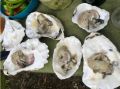 В Приморье возобновляют устричный промысел
