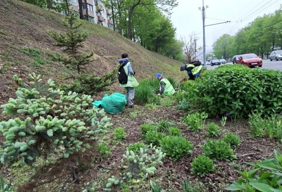 Делимся некоторыми итогами работы МКУ «Зелёный Владивосток» за минувшую неделю Делимся некоторыми итогами работы МКУ «Зелёный Владивосток» за минувшую неделю