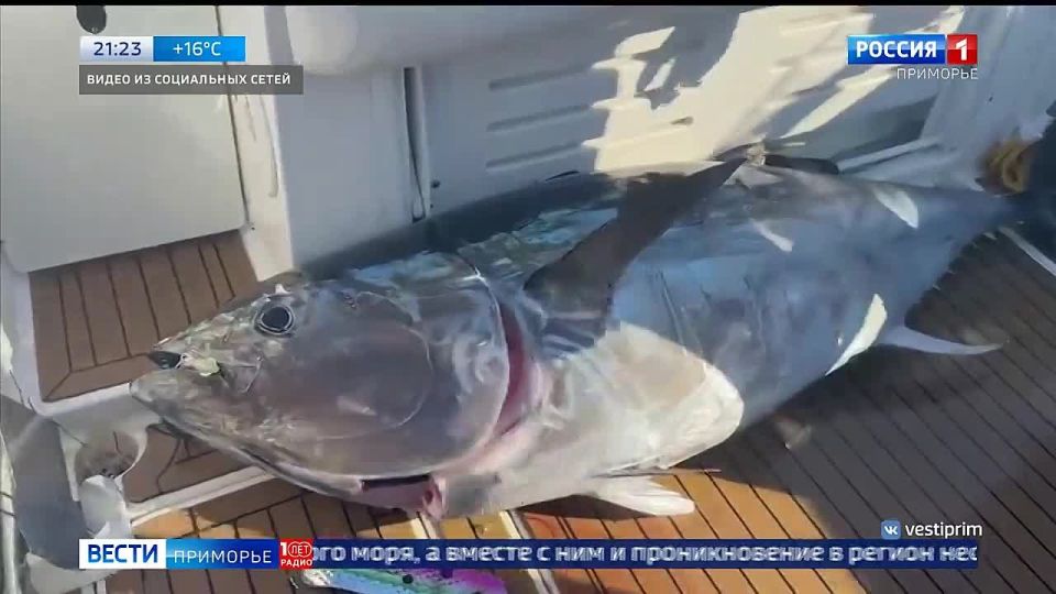 Приморские рыбаки в погоде за тунцом готовы на все