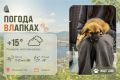 #ПогодаВЛапках. Пасмурно. В прогнозе –девочка-звоночек с большим сердцем