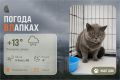 #ПогодаВЛапках. Облачно, небольшой дождь