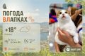 #ПогодаВЛапках. Ожидается переменная облачность