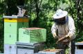 Начинающие пчеловоды Приморья смогут компенсировать до 60% затрат на создание пасеки
