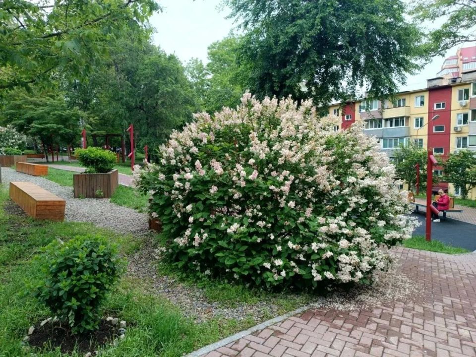 Парки и скверы Владивостока утопают в зелени и цветах Парки и скверы Владивостока утопают в зелени и цветах
