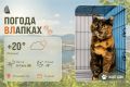 #ПогодаВЛапках. Облачно. В прогнозе – Ежевичка, кошечка с музыкальной душой