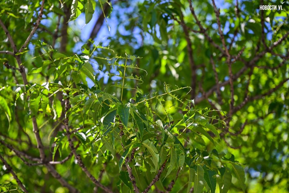 У растений нет иммунитета, а у пилильщика врагов – вредитель снова объедает листья ясеней во Владивостоке У растений нет иммунитета, а у пилильщика врагов – вредитель снова объедает листья ясеней во Владивостоке