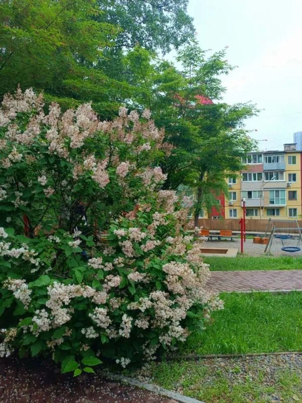 Парки и скверы Владивостока утопают в зелени и цветах Парки и скверы Владивостока утопают в зелени и цветах