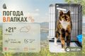 #ПогодаВЛапках. Облачно. В прогнозе – трёхцветное чудо с большим сердцем! Марусе 3 года