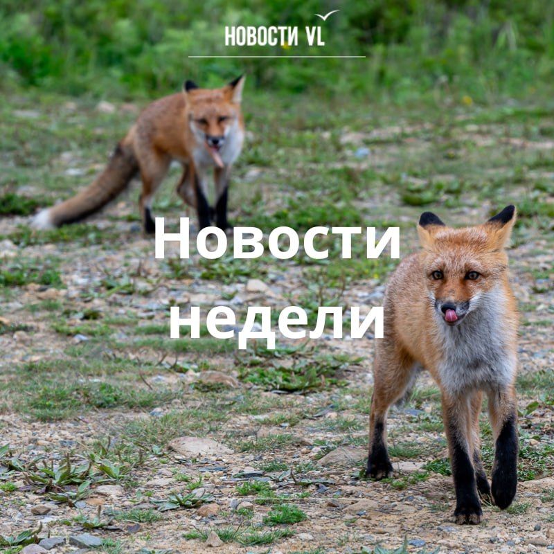Материалы недели от Новостей VL, которые вы могли пропустить: