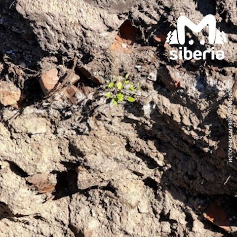 Следы купеческих домов нашли на месте будущей экспозиции Музея Новосибирска Следы купеческих домов нашли на месте будущей экспозиции Музея Новосибирска