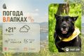 #ПогодаВЛапках. Облачно. В прогнозе – собака-компаньон Вайда