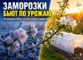 Как защитить урожай от весенних заморозков: простые и эффективные решения