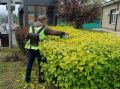 Специалисты «Зелёного Владивостока» за неделю скосили 16 гектаров травы и высадили 15 тысяч цветов