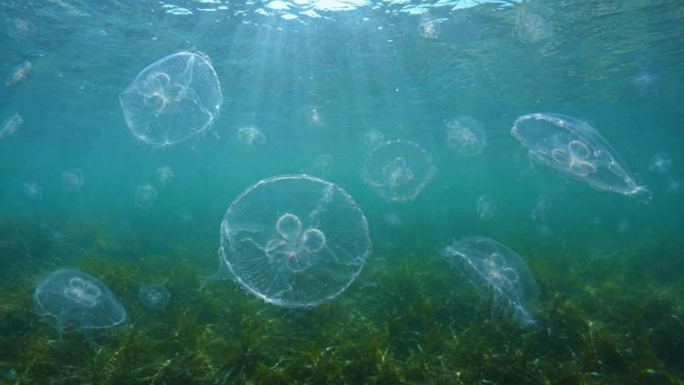 Аномально жаркое лето и быстрое повышение температуры морской воды могут привести к росту численности ядовитых медуз-крестовиков у берегов Приморья